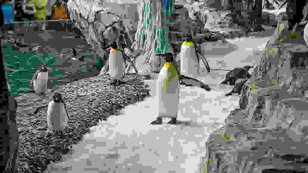 Antarctica: Empire Of The Penguin Zoos