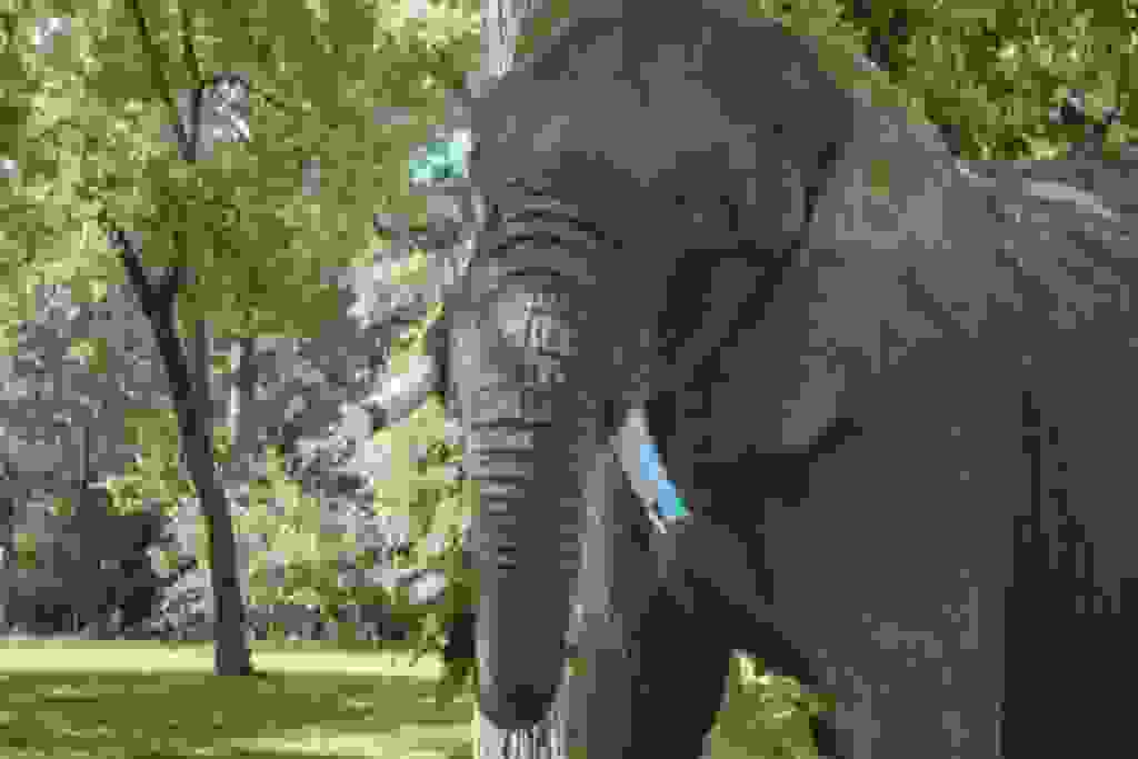 East Texas elephant experience Zoos