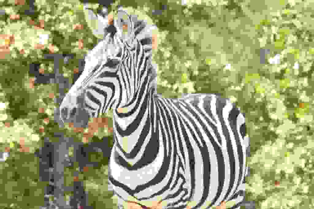 Rocky Ridge Drive-Thru Safari Zoos