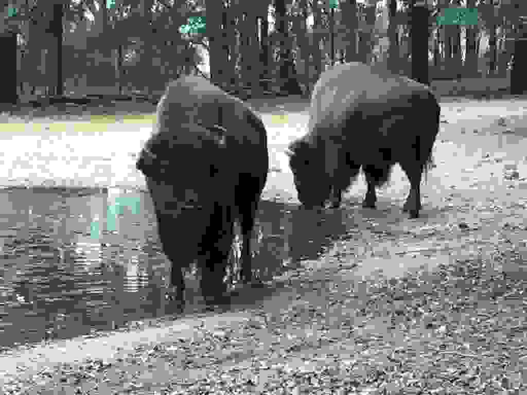 Oatland Island Wildlife Center Zoos