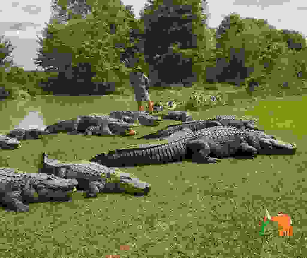 Alligator Alley Zoos