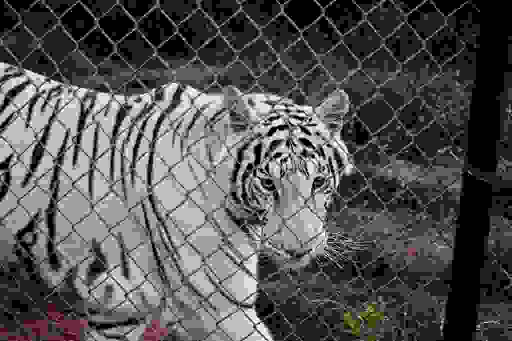 Tiger Safari Zoological Park Zoos