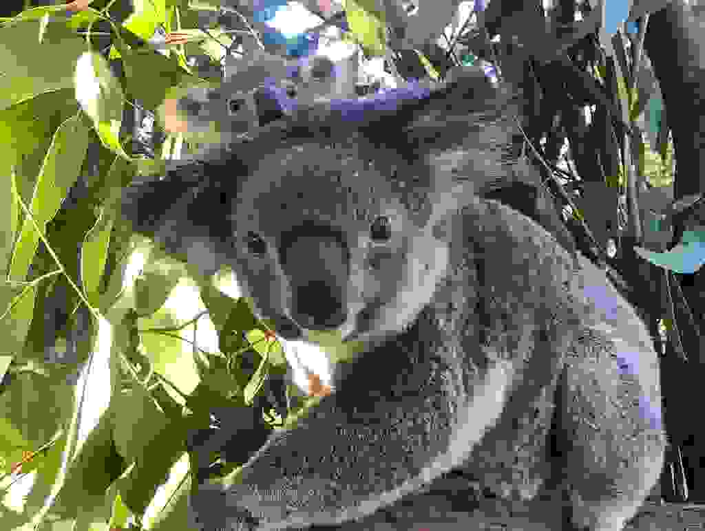 Lone Pine Koala Sanctuary Zoos