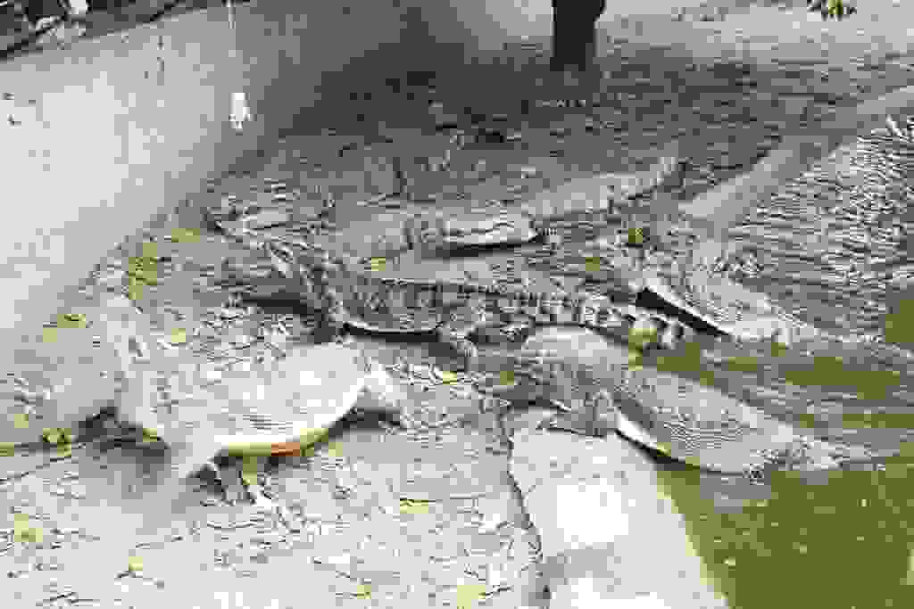 Samui Crocodile Farm Zoos