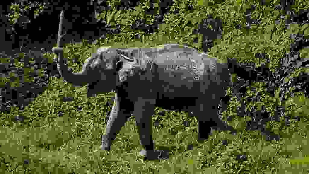 Phuket Elephant Sanctuary Village Zoos