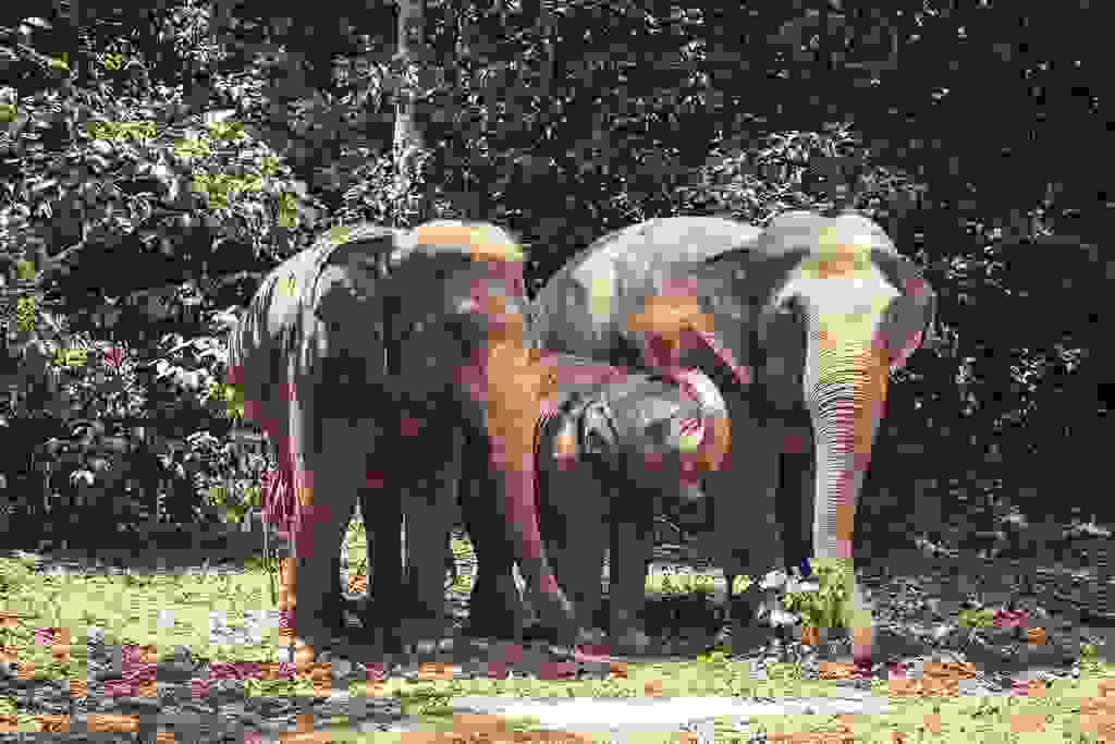 Green Elephant Sanctuary Park Zoos