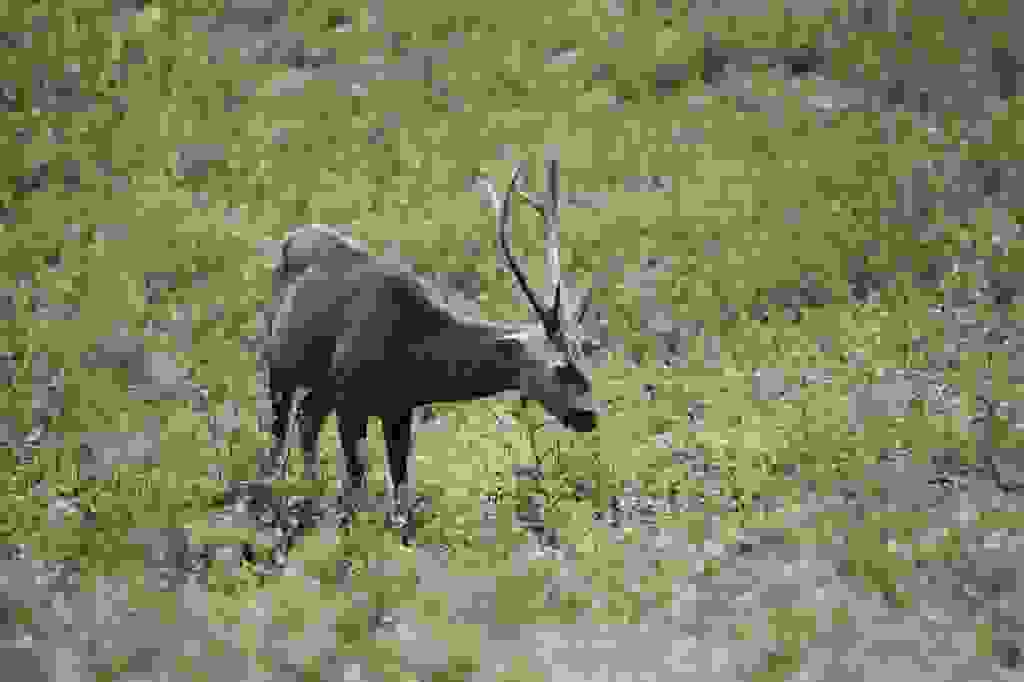 Khao Kho Wildlife Breeding Station Zoos