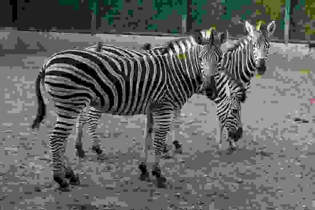 Elixir Zoo Zoos