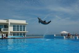 Marineland Dolphin Adventure Logo