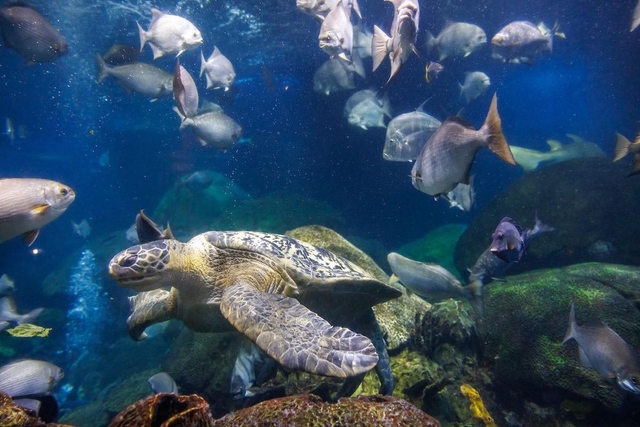 Tennessee Aquarium Logo