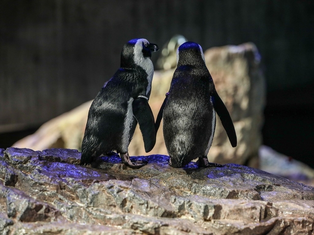 New England Aquarium Logo