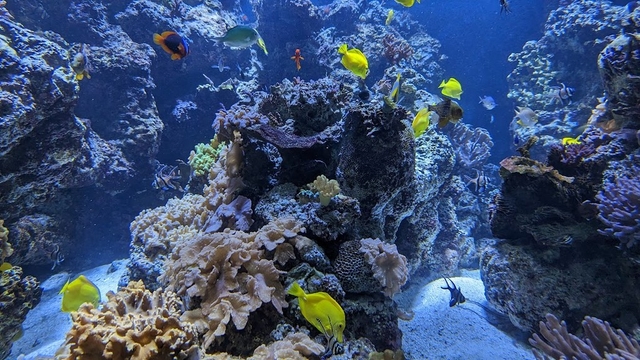 National Aquarium Logo