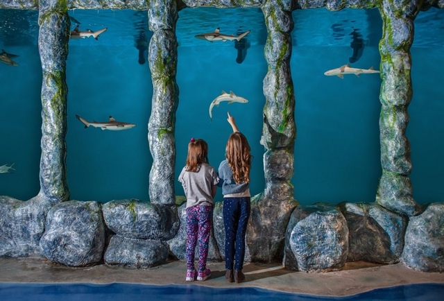 Blue Zoo Aquarium Spokane Logo