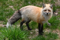 Maine Wildlife Park Logo