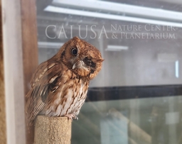 Calusa Nature Center & Planetarium Logo