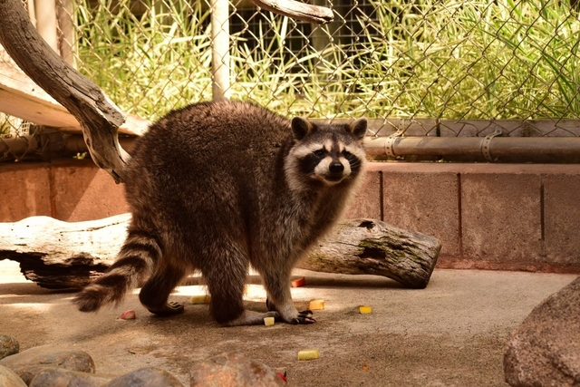Merced's Applegate Park Zoo Logo