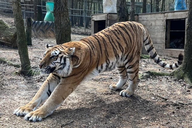 Tigers For Tomorrow Exotic Animal Preserve, Inc. Logo