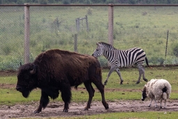 Dutch Creek Farm Animal Park Logo