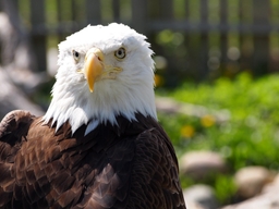 Columbian Park Zoo Logo