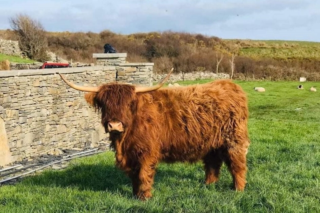 Moher Hill Open Farm and Leisure Park Logo