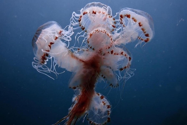 SEA LIFE Bray Aquarium Logo