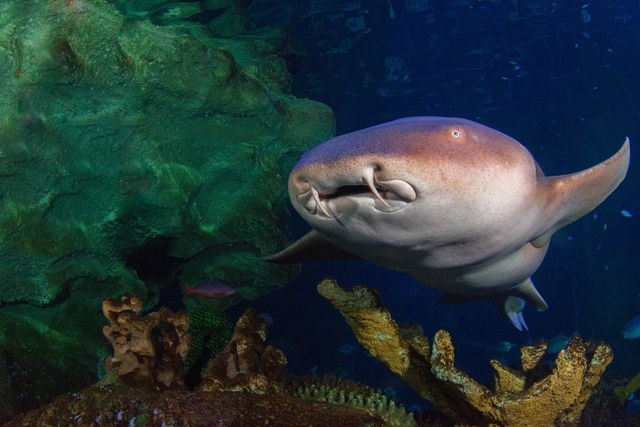 Blue Planet Aquarium Logo