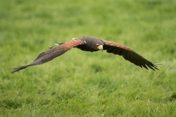 Vale Royal Falconry Centre Logo