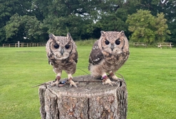 National Centre for Birds of Prey (NCBP) Logo