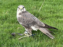 Strathblane Falconry Logo