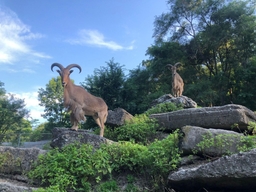 High Park Zoo Logo