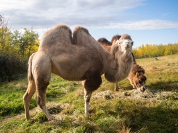 Edmonton Valley Zoo Logo