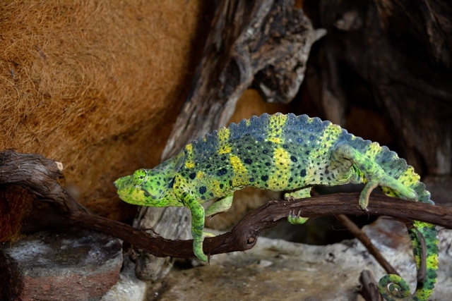 Exotarium - Ferme de Reptiles Logo