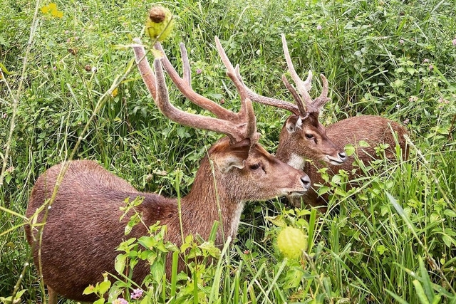 Lyell Deer Sanctuary Logo