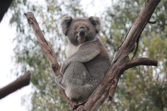 Moonlit Sanctuary Wildlife Conservation Park Logo