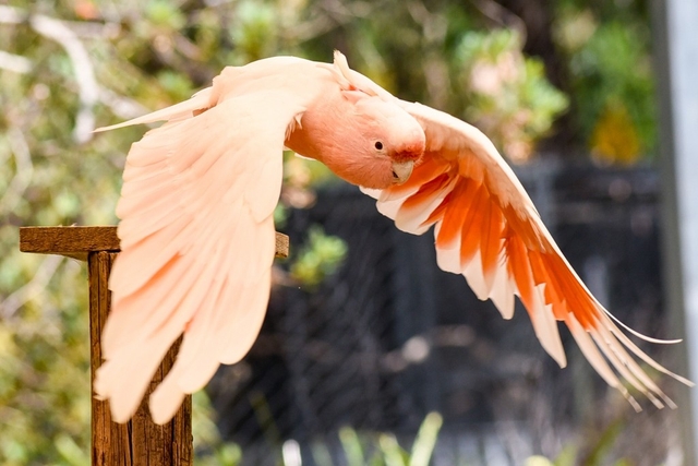 Warrawong Wildlife Sanctuary Logo