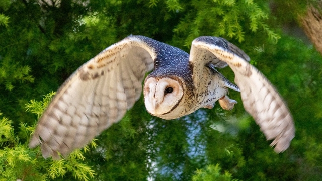 Currumbin Wildlife Sanctuary Logo