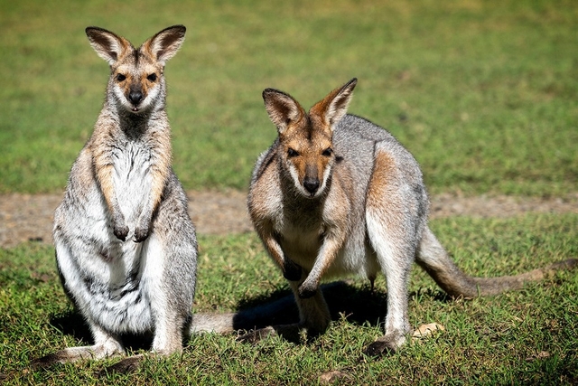 Fraser Coast Wildlife Sanctuary Logo