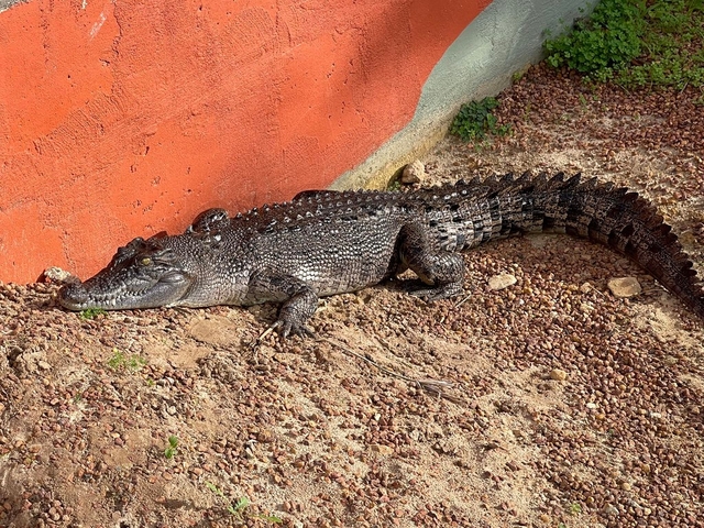 Armadale Reptile & Wildlife Centre Logo