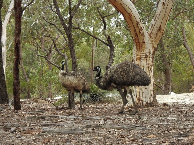 Walkabout Wildlife Sanctuary Logo