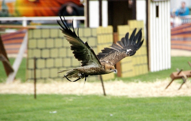 Full Flight Birds of Prey Centre Logo