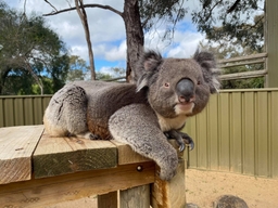 Kyabram Fauna Park Logo