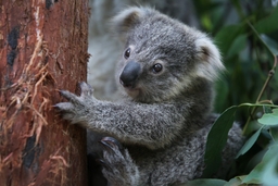 Taronga Zoo Sydney Logo