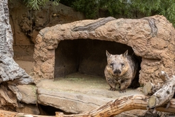 Healesville Sanctuary Logo