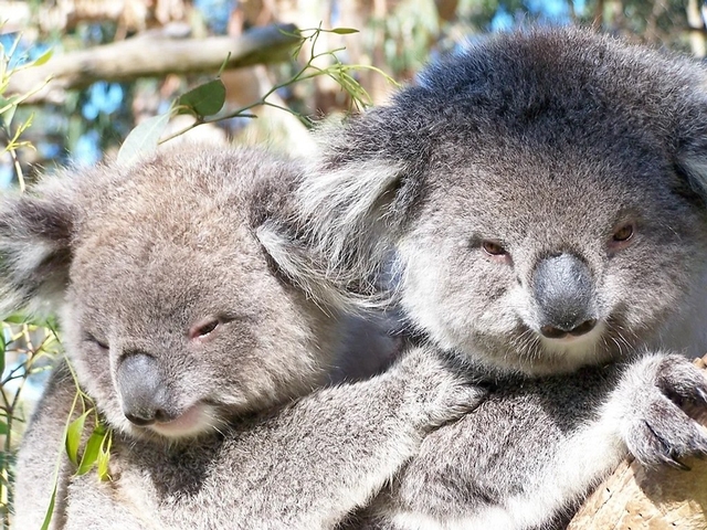 Phillip Island Wildlife Park Logo