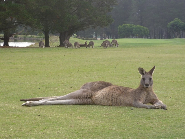 Kanga Tours Logo