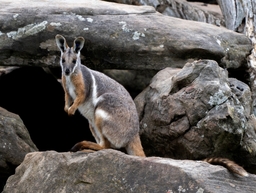 Adelaide Zoo Logo