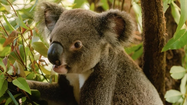 Cooberrie Park Wildlife Sanctuary Logo