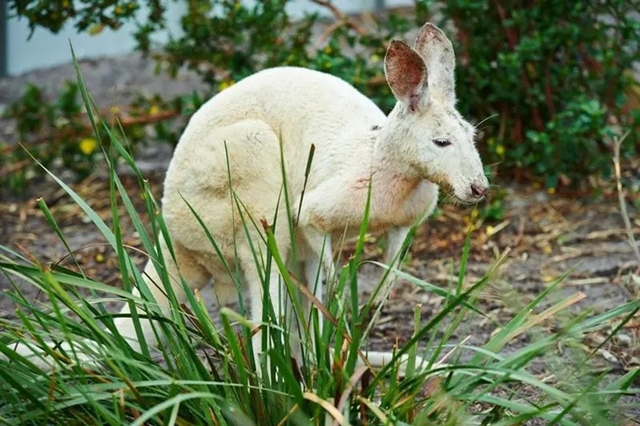 Australian Wildlife Park Albany Logo