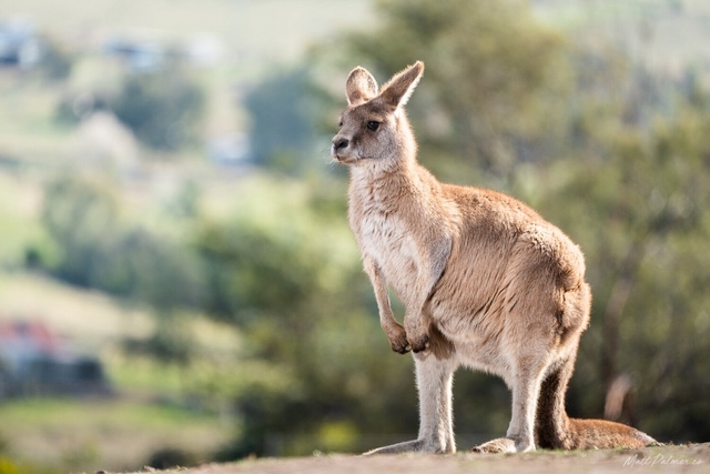 Bonorong Wildlife Sanctuary Logo