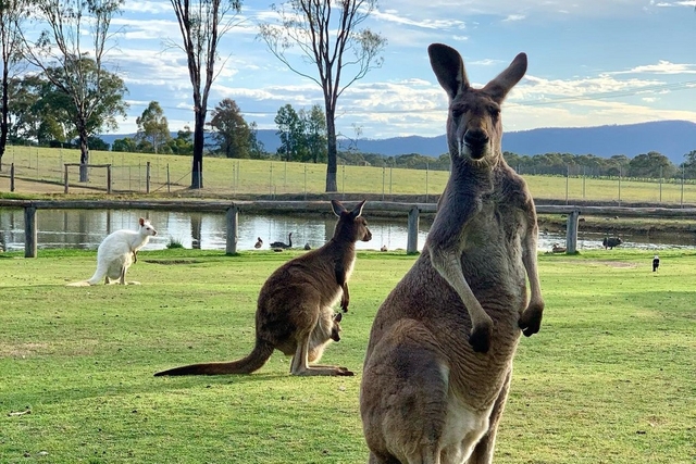 Hunter Valley Wildlife Park Logo